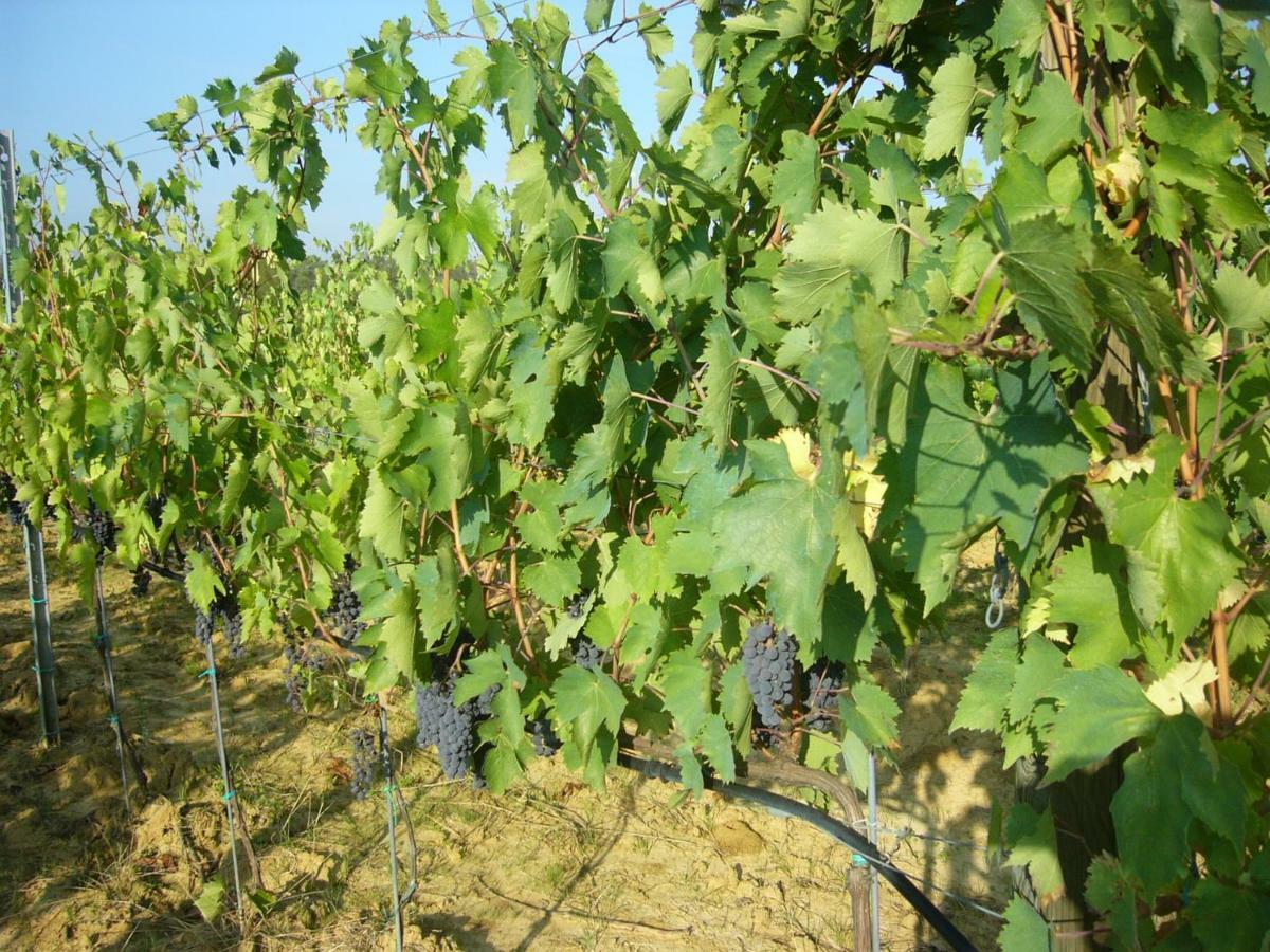 Agriturismo Campo Del Monte Campogialli エクステリア 写真